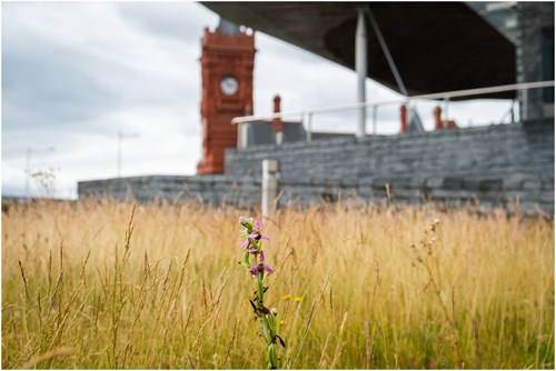 Senedd Wildflower Strip